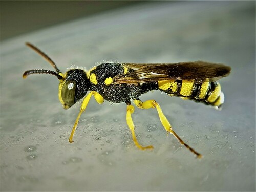 Representative image of Cerceris sabulosa