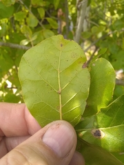 Quercus arkansana