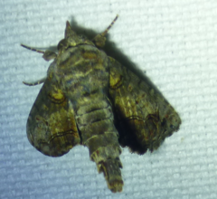 Paectes abrostolella