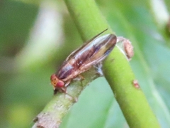 Peplomyza