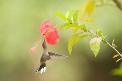 Campylopterus largipennis