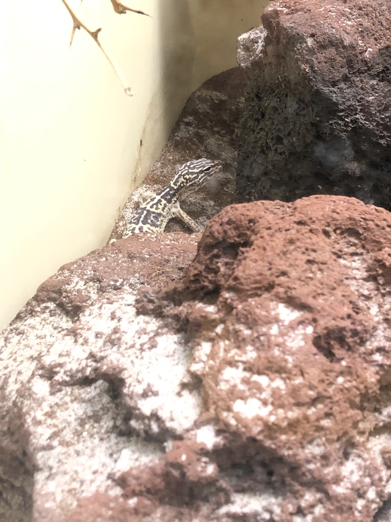 Iraqui Eyelid Gecko