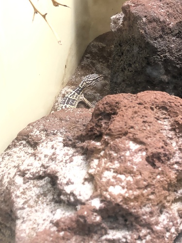 Iraqui Eyelid Gecko