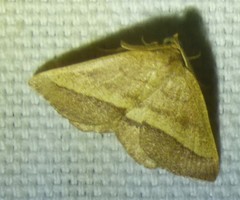 Macaria varadaria