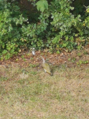 Picus viridis
