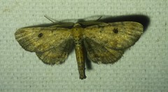 Tornos scolopacinaria
