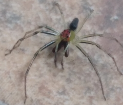 Lyssomanes antillanus