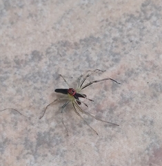 Lyssomanes antillanus