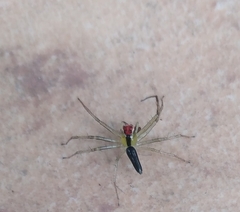 Lyssomanes antillanus