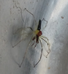 Lyssomanes antillanus