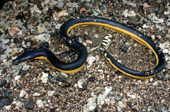 Hydrophis platurus