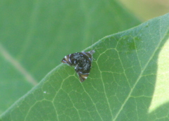 Prochoreutis inflatella