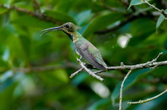 Anthracothorax viridigula