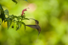Phaethornis malaris