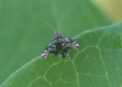 Prochoreutis inflatella