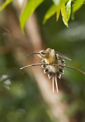 Phaethornis malaris