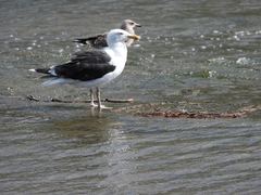 Larus marinus