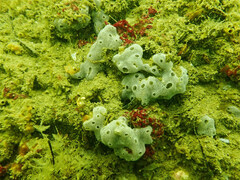 Lissoclinum perforatum