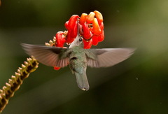 Campylopterus largipennis