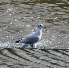 Chroicocephalus ridibundus