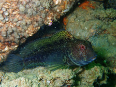 Ringneck Blenny photo 5