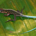 Whiptails and Ameivas - Photo (c) Will Flaxington, some rights reserved (CC BY-NC), uploaded by Will Flaxington