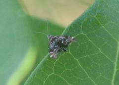 Prochoreutis inflatella
