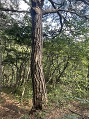Pinus tabuliformis
