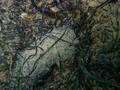 Holothuria mammata