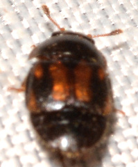 Colopterus maculatus