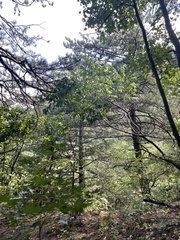 Pinus tabuliformis