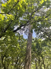 Pinus tabuliformis