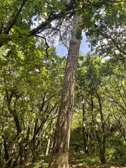 Pinus tabuliformis