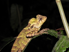 Gonocephalus kuhlii