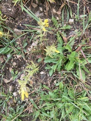 Rhinanthus glacialis