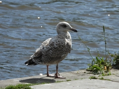 Larus argentatus