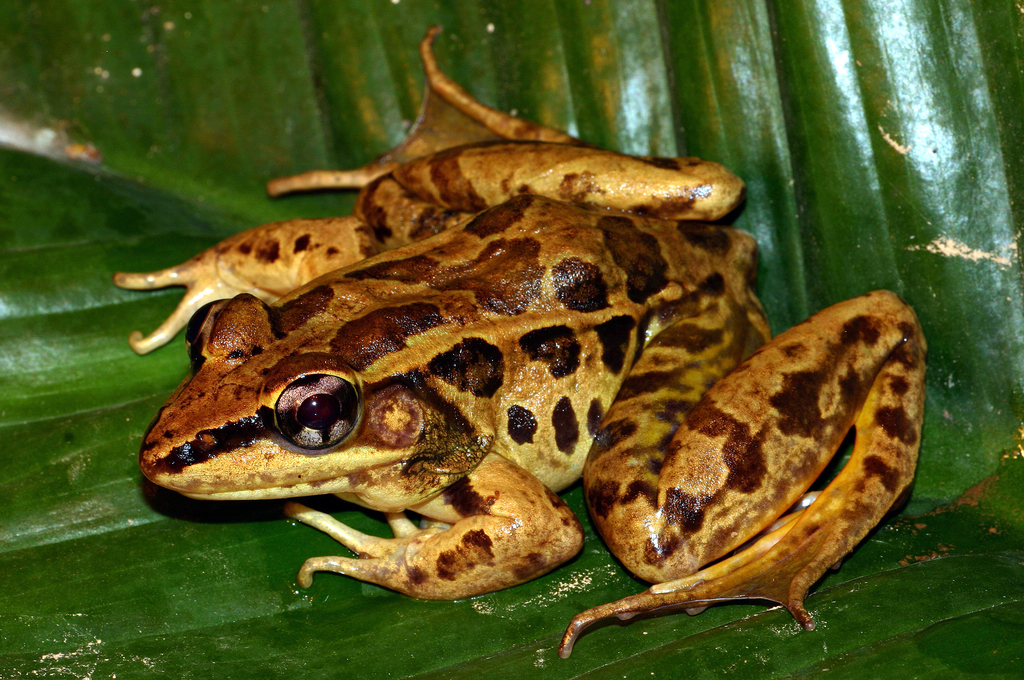 Peralta Frog
