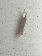 Agriphila geniculea