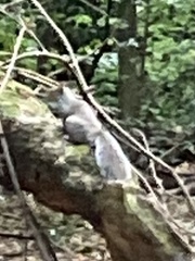 Sciurus carolinensis