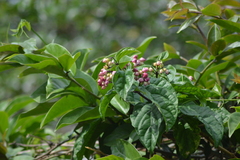 Clerodendrum thomsoniae