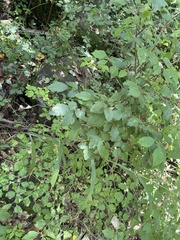 Spiraea ouensanensis