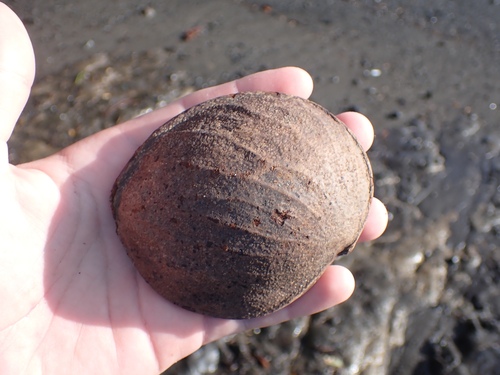 Prioria copaifera - Whole tree