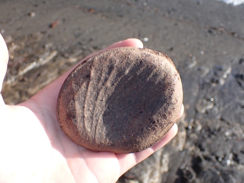 Prioria copaifera - Whole tree