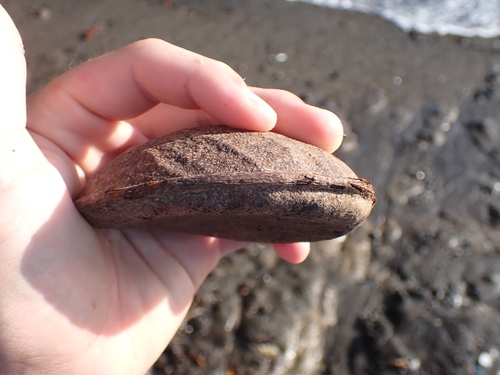 Prioria copaifera - Fruit