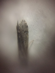 Ecnomidae