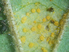 Phragmidium bulbosum