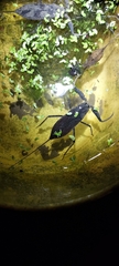 Nepoidea