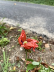 Papaver somniferum