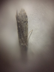 Ecnomidae