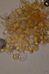 Phragmidium bulbosum